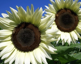 White Nite Sunflower Seeds: Heirloom Garden Gift (20 Seeds)