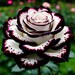 Rare Black & Whte Rose Seeds: Herloom Non-gmo (20pcs) - Etsy n 2025