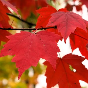 Fast Growing Red Maple Seeds, 40+ Acer Rubrum, Maple Tree Starter Kit, Landscaping, Gardening Gift
