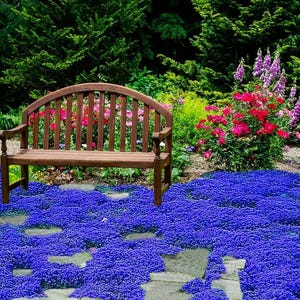 21500+ Blue Creeping Thyme Seeds, Ground Cover Plant, Perennial Seeds, Non-GMO Heirloom, Flower Seeds, Planting