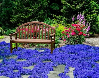 21,500+ Blue Creeping Thyme Seeds – Perennial Ground Cover, Non-GMO Heirloom Flower Seeds