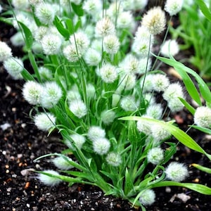 Bunny Tail Grass Seeds, Lagurus Ovatus, Ornamental Grass, Soft Plumes, Garden Decor, Dried Arrangements, Annual Seeds