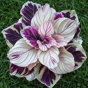25+ Purple Beauty Seeds, Calathea Seeds, Indoor Plant Seeds, Garden Planting, Home Gardening, Houseplant Starter