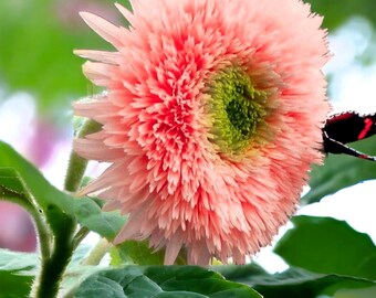 50pcs, Organic Pink Pooh Sunflower Seeds, Non-GMO, Heirloom Flower, Unique Pink Blooms, Garden Gift