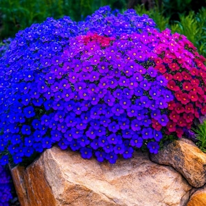 May include: A vibrant display of small, colorful flowers cascading over a large rock. The flowers transition from deep blue to purple and finally to a rich magenta. Each bloom has a yellow center, creating a striking contrast. The scene is a close-up of a garden.