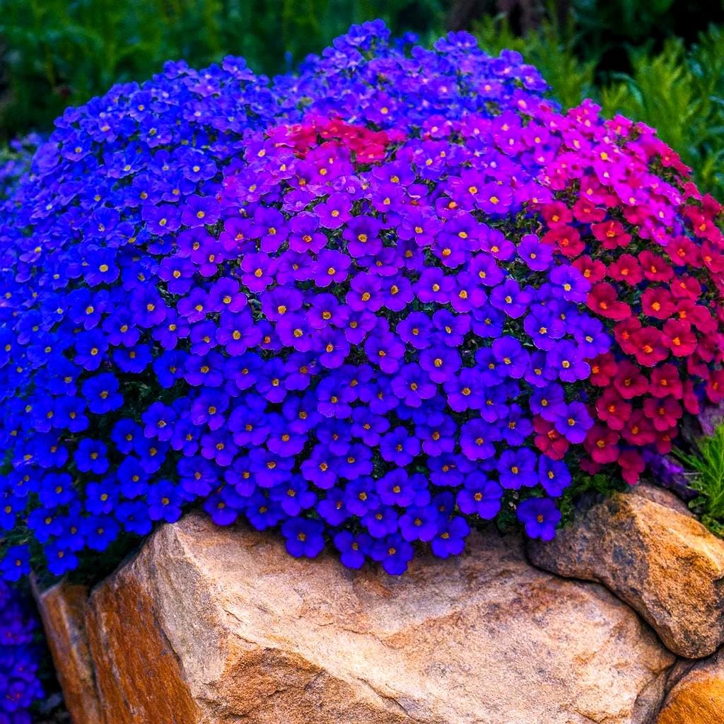 TiNY KLASH Hi クリア/パープルスミレ鮎 Royal Hummingbird Rock Cress Seeds: Deer Resistant Ground Cover - Etsy