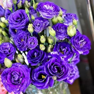 125 Flower Seeds, Lisianthus Seeds Starlight Lilac, Non GMO, Heirloom, Garden Plant, Lilac Blossoms