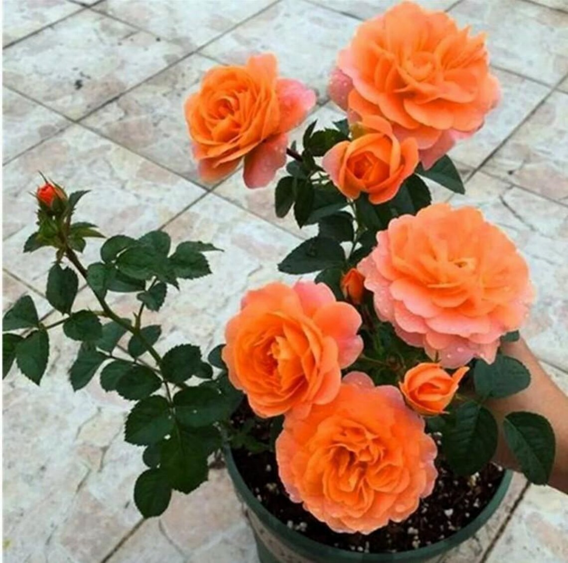 20 Orange Rare Rose Hybrid Tea Seeds: Exotic Flower Bush - Etsy