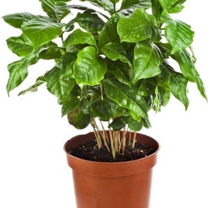 Arabian Coffee Tree Seeds, Garden Flowers, Dwarf Mountain Coffee, Perennial, Non GMO, Planting Seeds, Coffee Plant