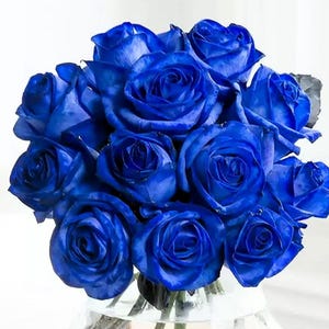 20 Hybrid Tea Flower Seeds, Rare Navy Blue Rose Seeds Exotic Garden Plant, Unique Blue Rose Bush, Gardening Gift