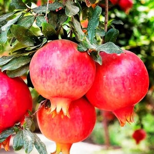 50+ Pomegranate Seeds, Non GMO Seeds, Outdoor Garden Seeds, Pomegranate Fruit Tree, Punica Granatum, Home Planting