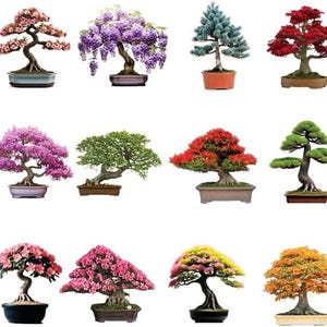 May include: A collection of bonsai trees, each in a decorative pot. The trees display a variety of foliage colors, including pink, purple, green, red, and yellow. The image showcases the art of bonsai with different tree species.