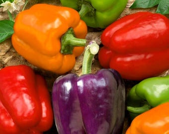 150 Kinds Of Rainbow Pepper Seeds, Including Red, Green Yellow, Orange, Purple, Brown And White Pepper, Are All Pepper Seeds. P 96334790