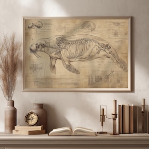 Walross Poster - Vintage Tieranatomie-Skelett, Wissenschaftliche zoologische Illustration, Meeressäugetier-Wanddekoration, Anatomische Bleistiftzeichnung