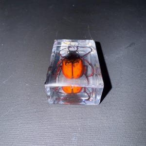 bug encased in resin