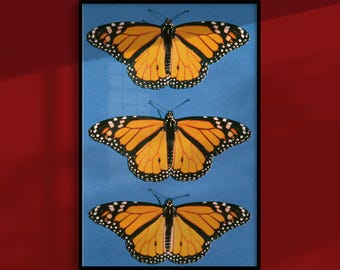 Monarchfalter-Poster: Gesteckte Vintage-Exemplare, Entomologie-Wandkunst im Cottagecore-Stil