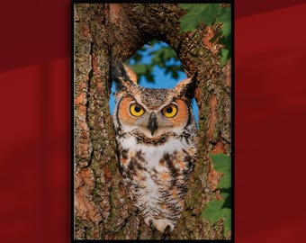 Poster mit Virginia-Uhu: Nachtvogel, der aus einem dunklen Baum starrt, Wandbild für den Wald