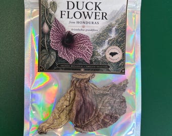 Entenblume Detox | 1 Tag Purge
