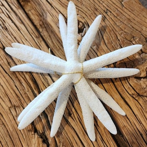 White Starfish - Beach Wedding - Pencil Sea Star - Coastal