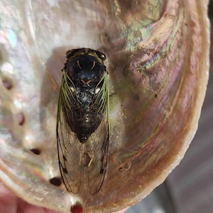 May include: A close-up of a cicada resting inside an iridescent abalone shell. The cicada has a black body, green-edged wings, and a black head with white markings. The shell displays a range of colors, including pink, green, and gold.
