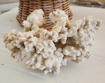 Decoración costera de concha blanca de coral del océano real