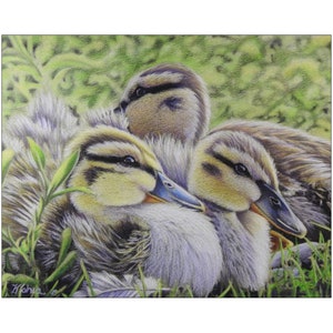 Baby Duck Colored Pencil Painting Prints, Baby Bird Painting, Wildlife Décor, Nursery Décor,Duck Themed Gifts, Hunter Gifts image 2
