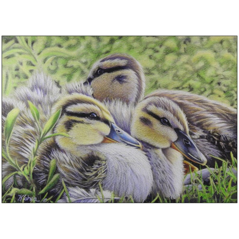 Baby Duck Colored Pencil Painting Prints, Baby Bird Painting, Wildlife Décor, Nursery Décor,Duck Themed Gifts, Hunter Gifts image 1