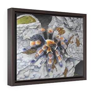 Mexican Red Knee Tarantula wall art Gallery Canvas Wraps, Horizontal Frame, Tarantula lover gifts, Spider wall art, Spider decor