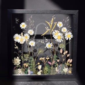 Può includere: Un'opera d'arte botanica incorniciata con fiori di campo e margherite pressate. La composizione include margherite bianche con centri gialli, varie erbe e piccoli fiori colorati. La cornice nera offre un contrasto sorprendente.