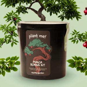 Dwarf Pomegranate Bonsai Growing Kit: Punica Bonsai