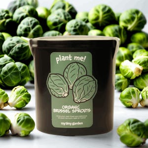 Brussel Sprouts Growing Kit - Grow Your Own Nutritious Brussel Sprouts
