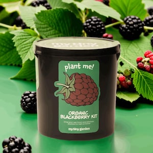 Kit para plantar moras: cultive moras en casa