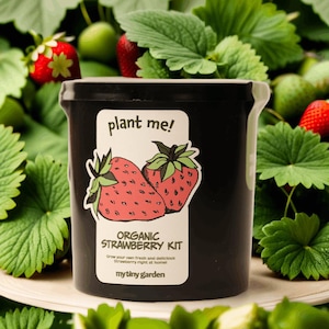 Strawberry Plant Kit - Grow Strawberries Right At Home