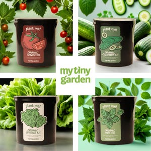 Grow Your Own Salad At Home! 4-in-1 Organic Salad Kit – Tomato, Cucumber, Lettuce & Mint
