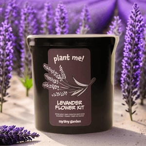 Lavender Growing Kit - Grow Your Own Stunning Lavenders