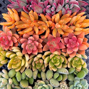 40 Rainbow Unrooted Succulent Cuttings - 8 Varieties, Easy Care & Beginner-Friendly - Perfect for DIY Projects, Gifts, Indoor Gardens