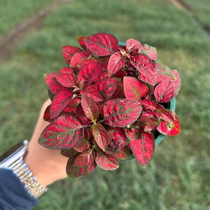 Red Polka Dot Plant – 4&quot; Fully Rooted Hypoestes | Live Indoor Houseplant | Easy Care Colorful Foliage | Small Plant Gift for Home