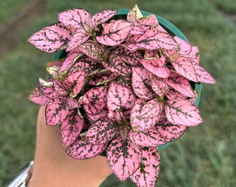 Pink Polka Dot Plant (Hypoestes) – 4" Indoor Foliage Houseplant
