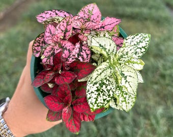 Tricolor Hypoestes Polka Dot Plant – 4" Indoor Houseplant