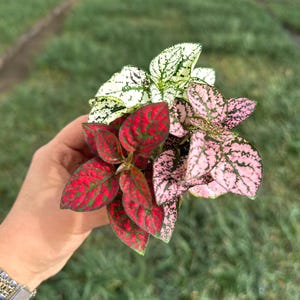 May include: A collection of Polka Dot plants, featuring vibrant red, pink, and white leaves with green accents. The plants are held in a hand, showcasing their colorful foliage against a blurred green background, likely a greenhouse setting.