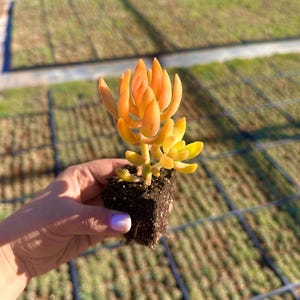 Bright Orange Coppertone - Sedum Adolphii - Bareroot Succulent - Vibrant, Sun-Loving Accent for Gardens