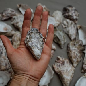 Kleine gereinigte natürliche Austernmuscheln, Muscheln, Muschel-Bastelbedarf, Bastelwerkzeug, Basteln, schneller Versand