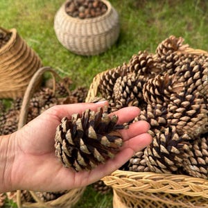 Piñas negras (40 piezas): adornos navideños rústicos, coronas, decoración del hogar, decoración rústica para bodas y mesas navideñas.