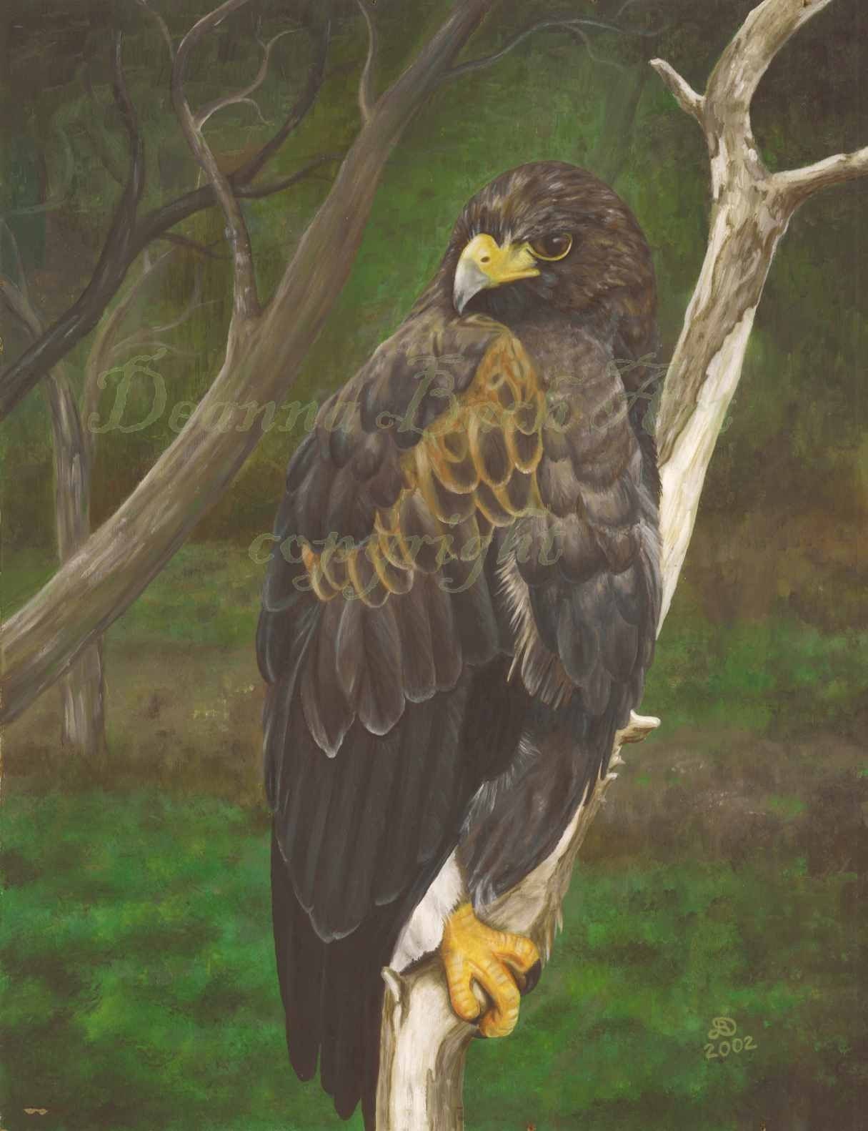Harris Hawk SALE PRICE wildlife oil painting art print by Etsy