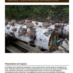 May include: Image of a log covered in Shiitake mushrooms. The log is white with brown and gray spots, and the mushrooms are brown with white spots. Text at the top reads "Lentinula edodes Shiitake".