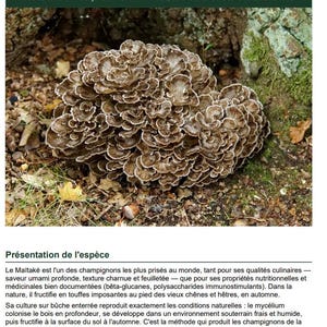 Peut inclure: Gros plan sur un champignon Maitake, également appelé Poule des bois, avec une apparence brune et beige feuilletée. L'image provient d'un guide sur la culture des champignons.