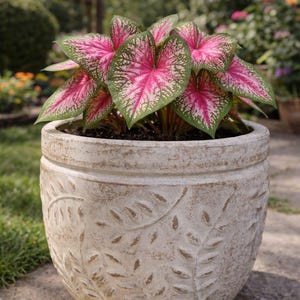 Puede incluir: Una planta de Caladium en maceta. Las hojas grandes, en forma de corazón, son rosas con bordes verdes. La maceta redonda, blanquecina, tiene textura con un diseño de hojas. El fondo muestra un jardín borroso.