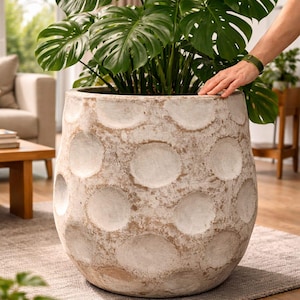 Puede incluir: Una maceta grande, texturizada, de color blanquecino con un patrón de grandes círculos empotrados. La maceta contiene una exuberante planta de Monstera con follaje grande, verde y de hojas divididas. La maceta está sobre una alfombra de tonos neutros.