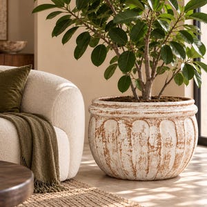 Può includere: Un grande vaso rotondo in ceramica bianca con una finitura invecchiata e usurata e dettagli scanalati verticali. Il vaso presenta un bordo largo e rinforzato e contiene una pianta verde con rami multipli e fogliame verde scuro.