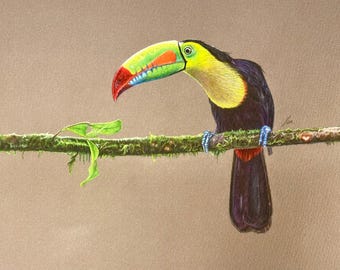 Decoração de parede com arte de pássaro tropical tucano: tucano-de-bico-quilha, arte colorida e brilhante para entusiastas de pássaros
